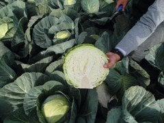 Passat F1 Beyaz Lahana Fidesi