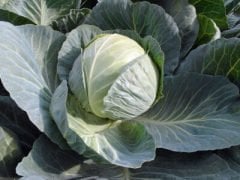 Passat F1 Beyaz Lahana Fidesi