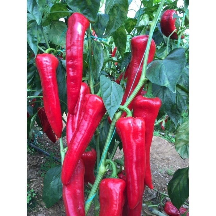 Acuka F1 Acı Kapya Biber Fidesi