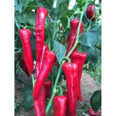 Acuka F1 Acı Kapya Biber Fidesi