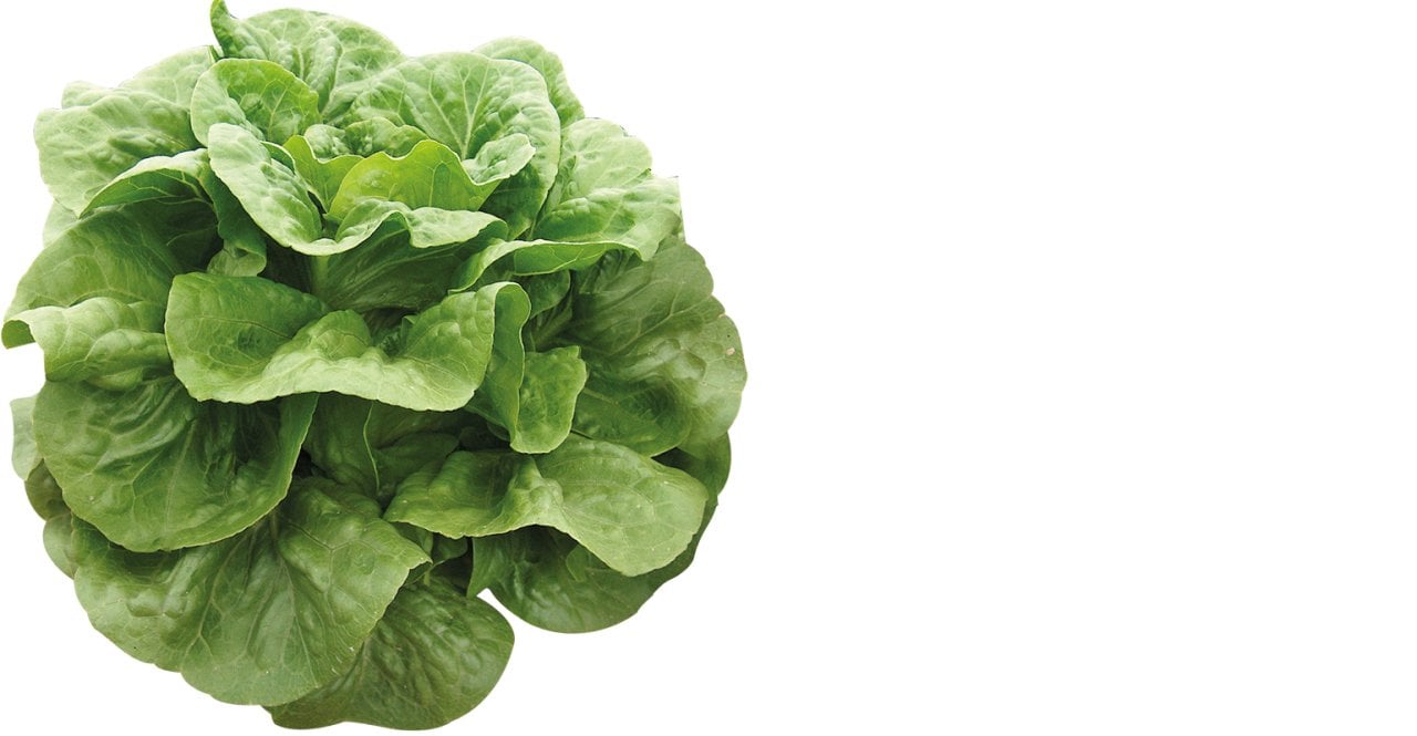 Paspartu Yedikule Marul Fidesi