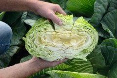 Tamarindo F1 Beyaz Lahana Fidesi