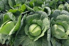 Tamarindo F1 Beyaz Lahana Fidesi