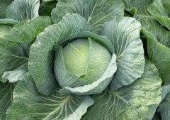 Tamarindo F1 Beyaz Lahana Fidesi