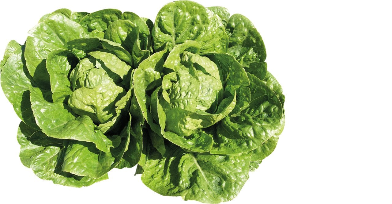 Adranita Yedikule Marul Fidesi