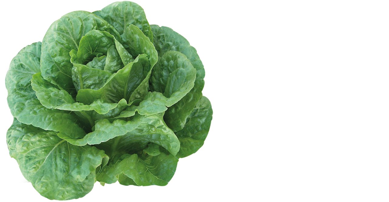 Bitez Yedikule Marul Fidesi