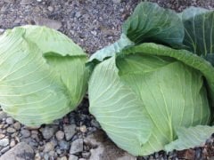 Gunma F1 Beyaz Lahana Fidesi