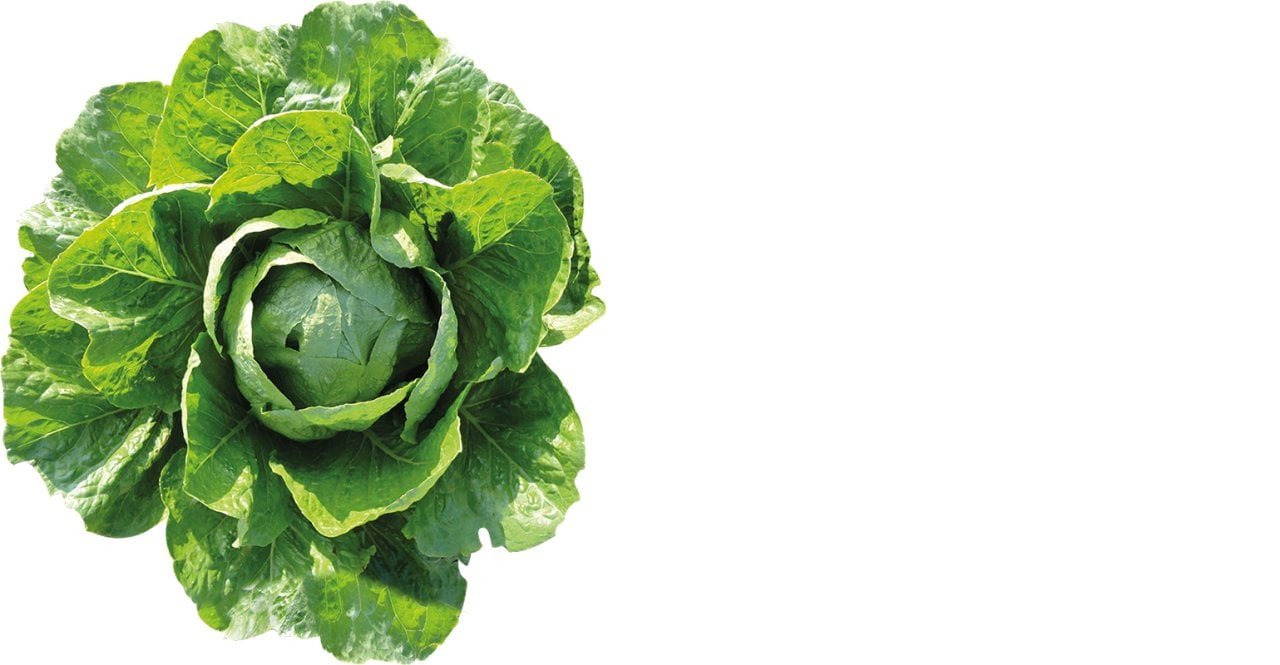 Nissena Yedikule Marul Fidesi