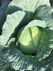 Süper Pamir F1 Beyaz Lahana Fidesi