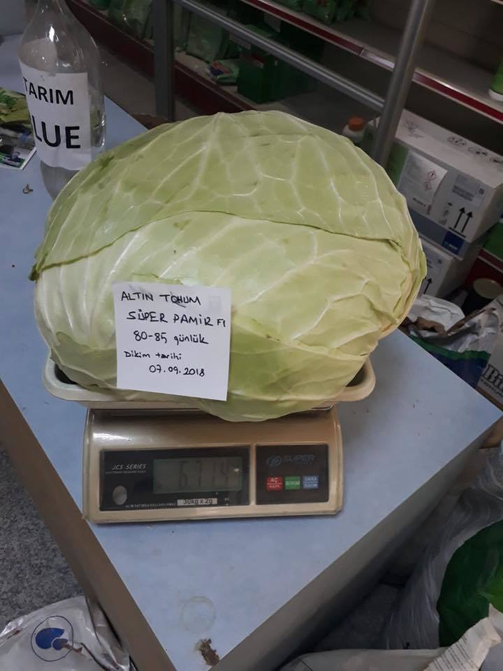 Süper Pamir F1 Beyaz Lahana Fidesi