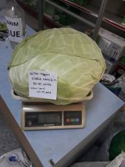 Süper Pamir F1 Beyaz Lahana Fidesi