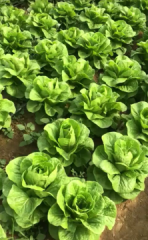 Presidential Marul Fidesi