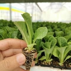 Presidential Marul Fidesi