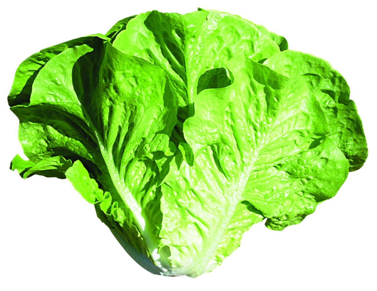 Presidential Marul Fidesi