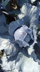 İntegro F1 Kırmızı Lahana Fidesi