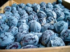 İntegro F1 Kırmızı Lahana Fidesi