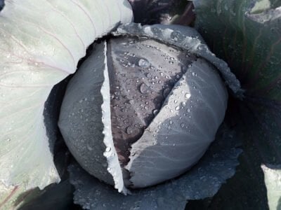 Maestro F1 Kırmızı Lahana Fidesi