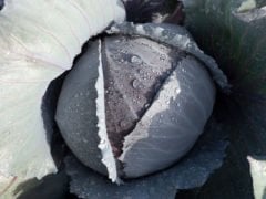 Maestro F1 Kırmızı Lahana Fidesi