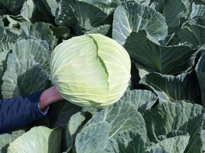 Fieldglory F1 Beyaz Lahana Fidesi