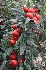 Alyanak F1 Sırık Domates Fidesi