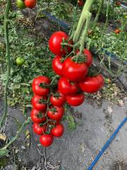 Aşılı Redguard F1 Salkım Domates Fidesi