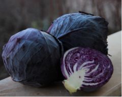 Rondale F1 Kırmızı Lahana Fidesi