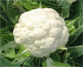 Norton F1 Karnabahar Fidesi