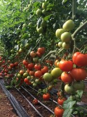 Nazal F1 Sırık Domates Fidesi