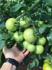 Nazal F1 Sırık Domates Fidesi