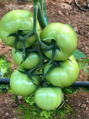 Newton F1 Sırık Domates Fidesi