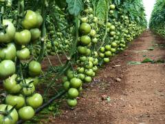 Newton F1 Sırık Domates Fidesi