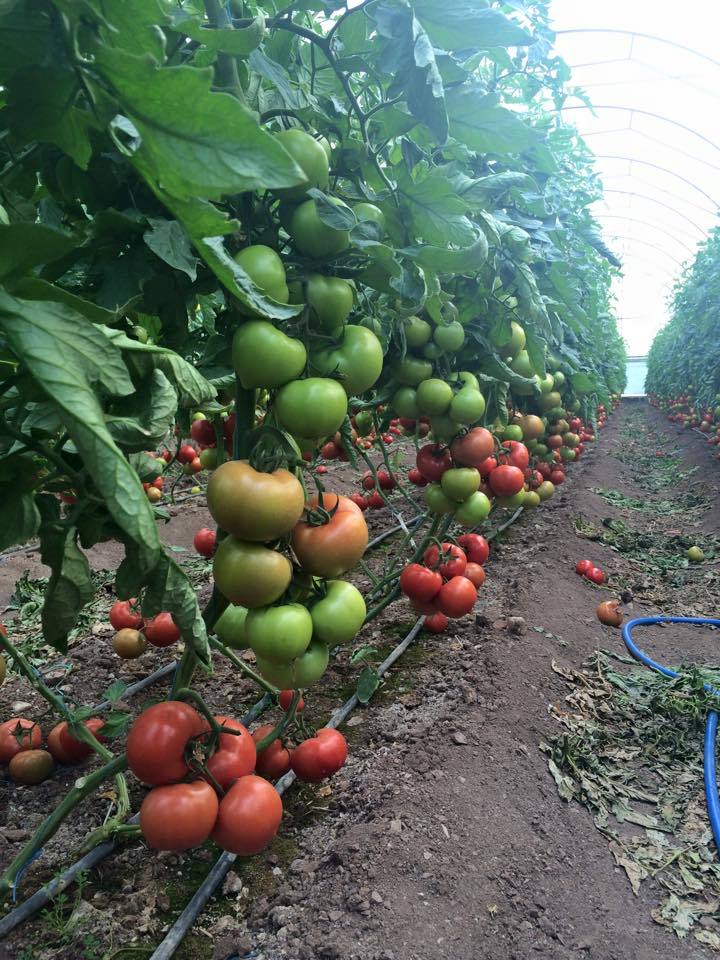 Seyran F1 Sırık Domates Fidesi