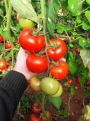 Veyron F1 Sırık Domates Fidesi