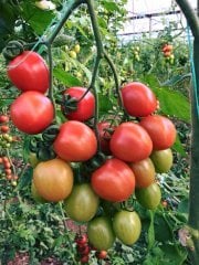 Alkış F1 Kokteyl Domates Fidesi