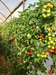 Alkış F1 Kokteyl Domates Fidesi