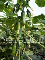 PTK 40 F1 Hıyar Fidesi