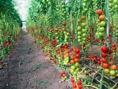 Elika F1 Kokteyl Domates Fidesi