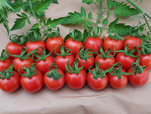 Enjoy F1 Koktey Domates Fidesi