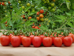 Enjoy F1 Koktey Domates Fidesi