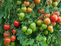 Enjoy F1 Koktey Domates Fidesi