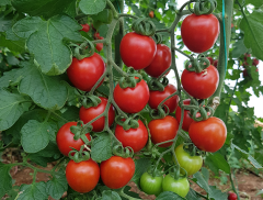 Enjoy F1 Koktey Domates Fidesi