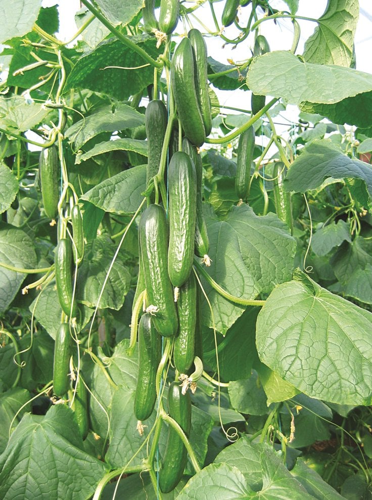 Malazgirt F1 Hıyar Fidesi