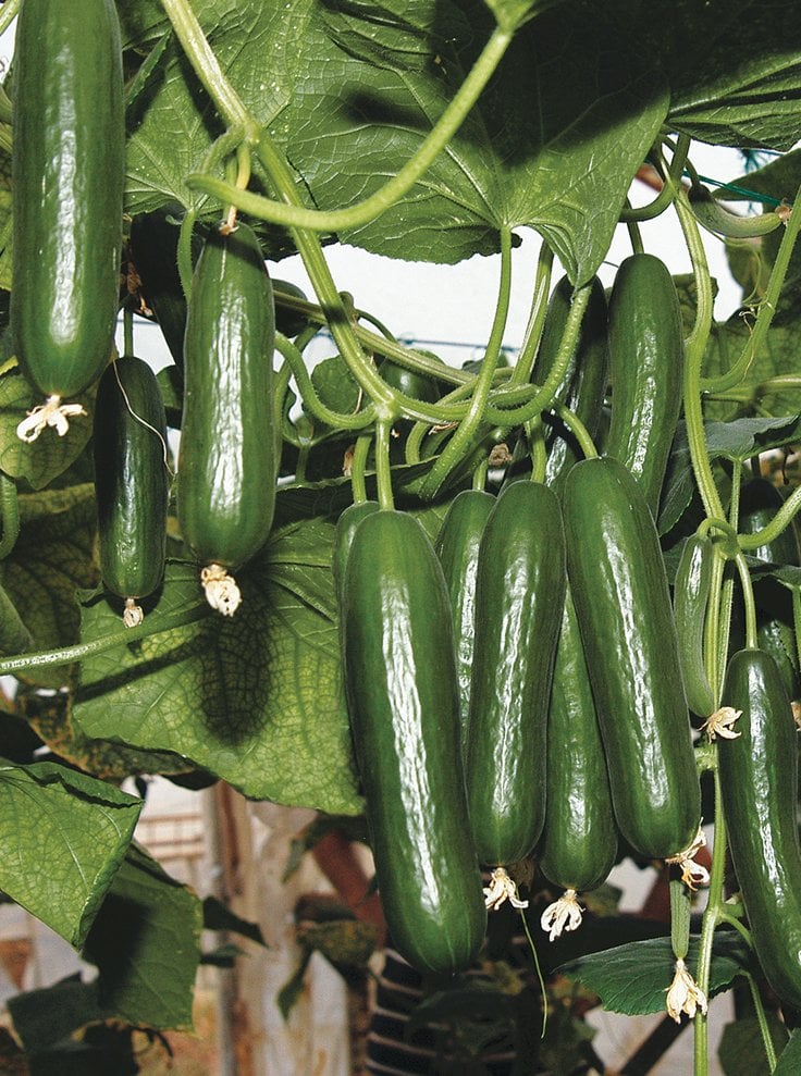 Amisos F1 Hıyar Fidesi