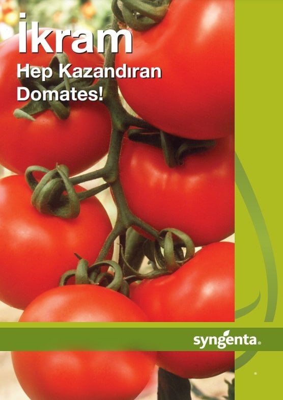 İkram F1 Salkım Domates Fidesi