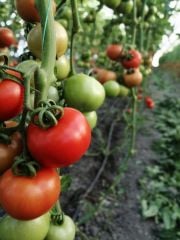 İkram F1 Salkım Domates Fidesi