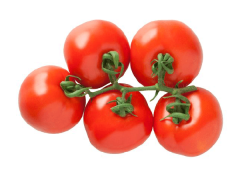 İkram F1 Salkım Domates Fidesi