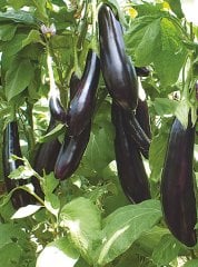 Aşılı Doyran Karası F1 Patlıcan Fidesi