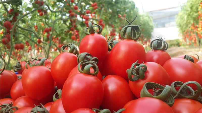 Trend F1 Kokteyl Domates Fidesi