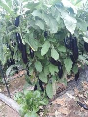 Aşılı Alparslan F1 Patlıcan Fidesi