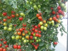 Verty F1 Kokteyl Domates Fidesi